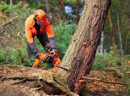 Best Tree Removal Service  in Bothell East, WA