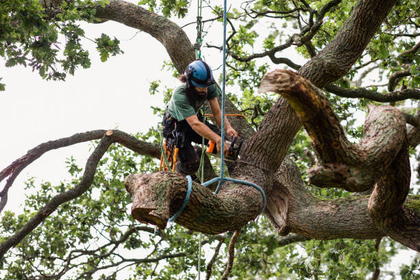 Best Palm Tree Trimming  in Bothell East, WA