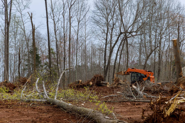 Best Tree Risk Assessment  in Bothell East, WA