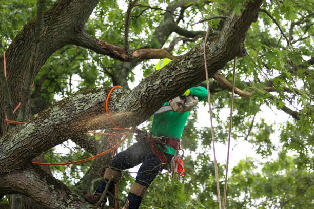 Best Tree Removal Service  in Bothell East, WA