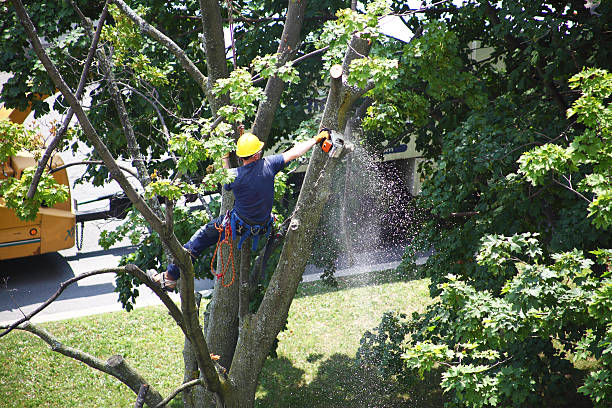 Best Root Management and Removal  in Bothell East, WA